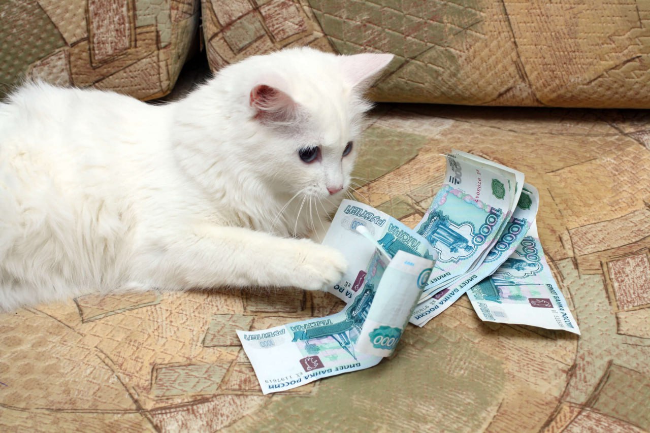 Кот с деньгами рисунок