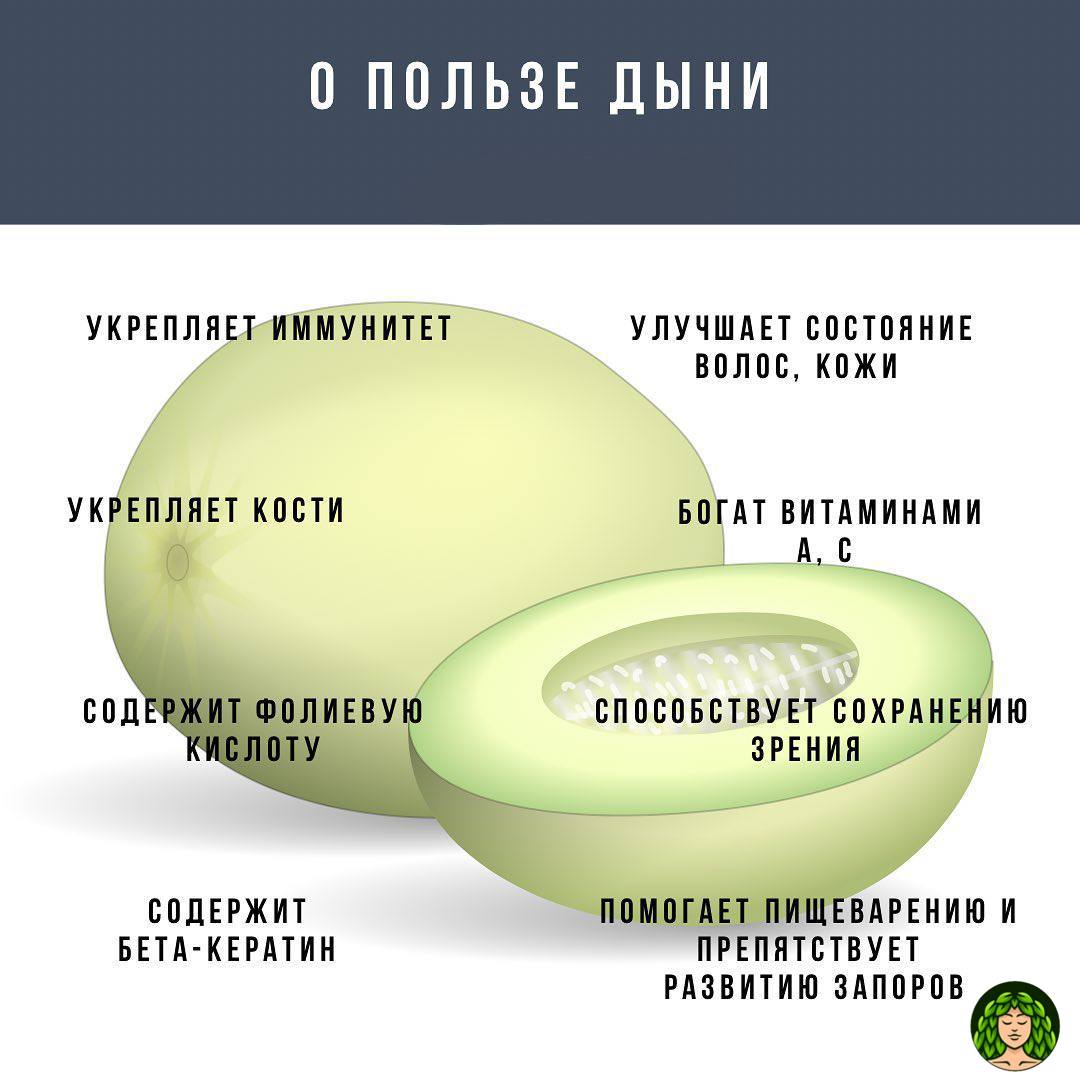 Как узнать дыню