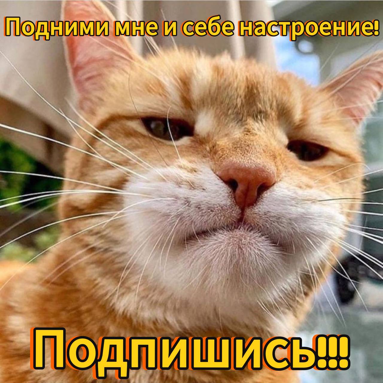Хитрый Кот Мем