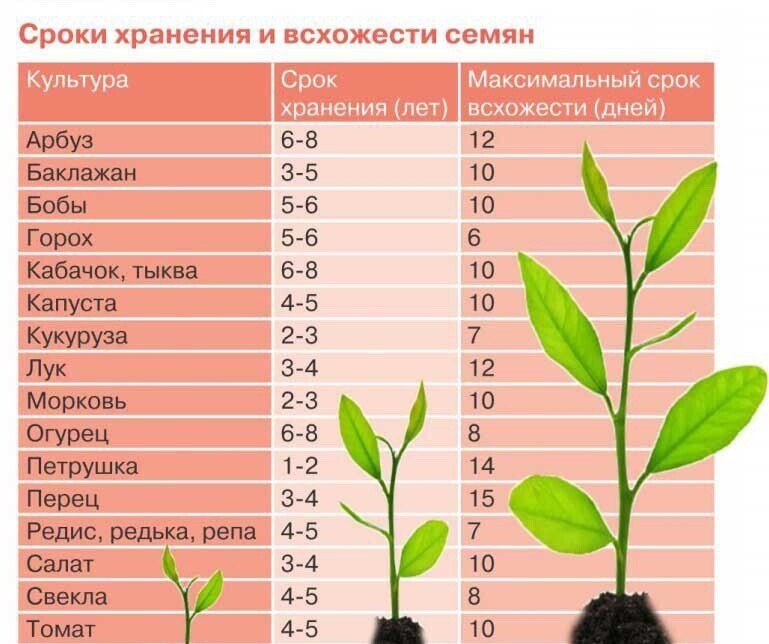Тон будет расти. Таблица всхожести семян овощных культур. Срок годности семян овощей таблица. Сроки прорастания семян таблица овощей. Температура прорастания семян таблица.
