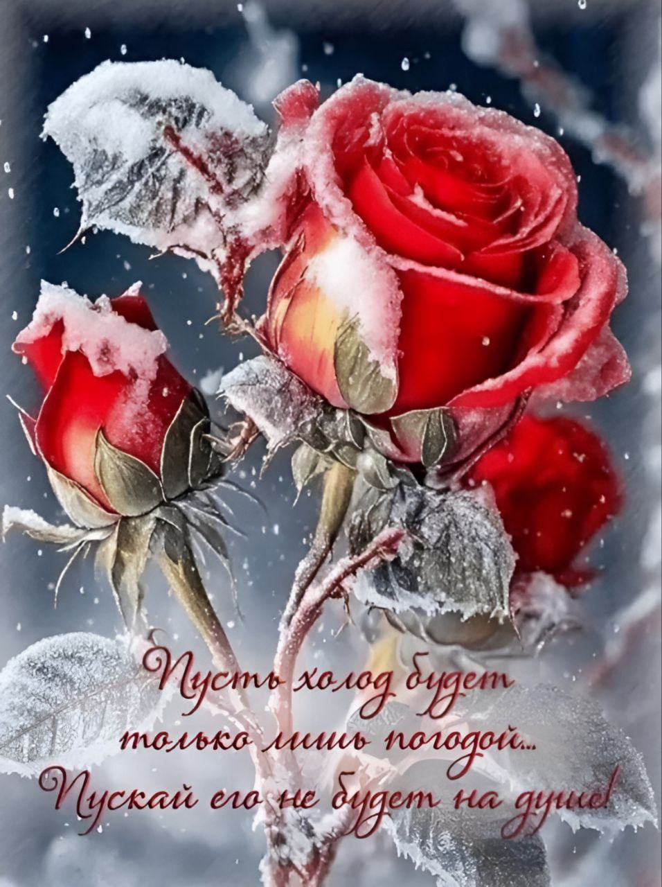 Розы на снегу картинки красивые