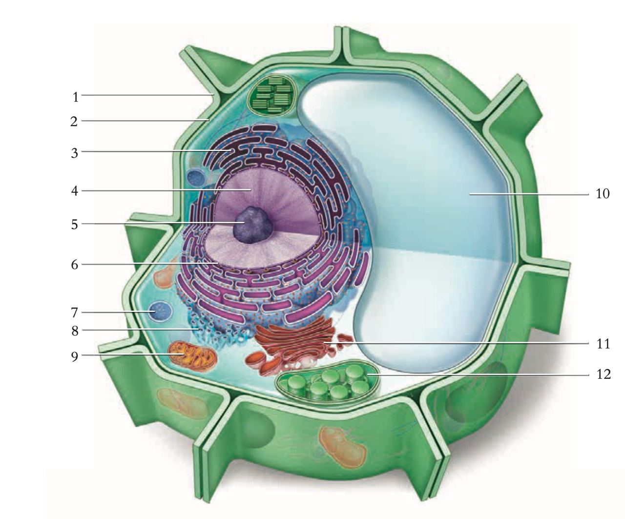 Строение клетки кариоплазма. Строение кариолеммы. Стенка растительной клетки содержит