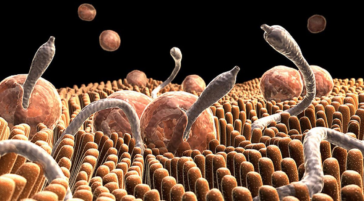 Паразитарная инвазия что это. Паразитология гельминты. Черви паразиты в организме человека. Паразитические организмы.