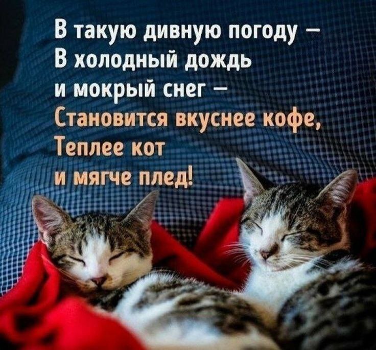 Текст теплые коты