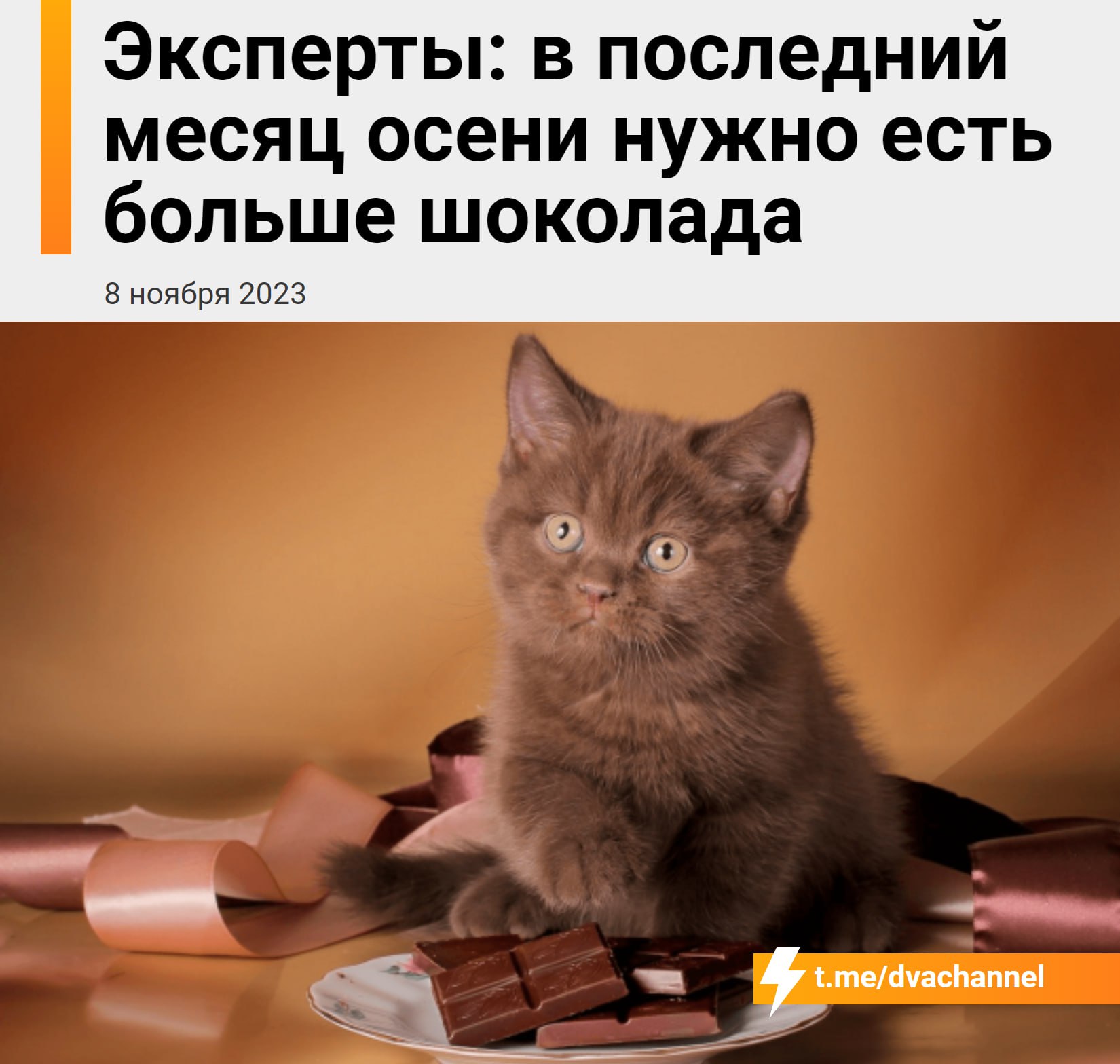 Кот есть котенок. Шоколадный британец экзот. Шоколадный британец кот. Шоколадный британец котенок. Британская короткошёрстная кошка шоколад.