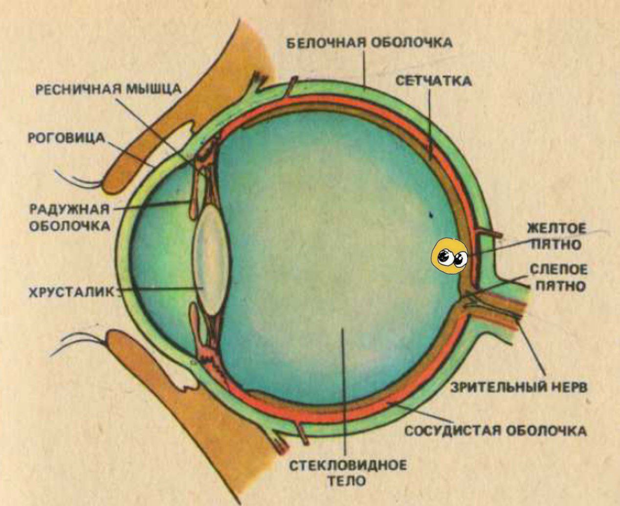 Строение Глаза Человека Фото Для Детей