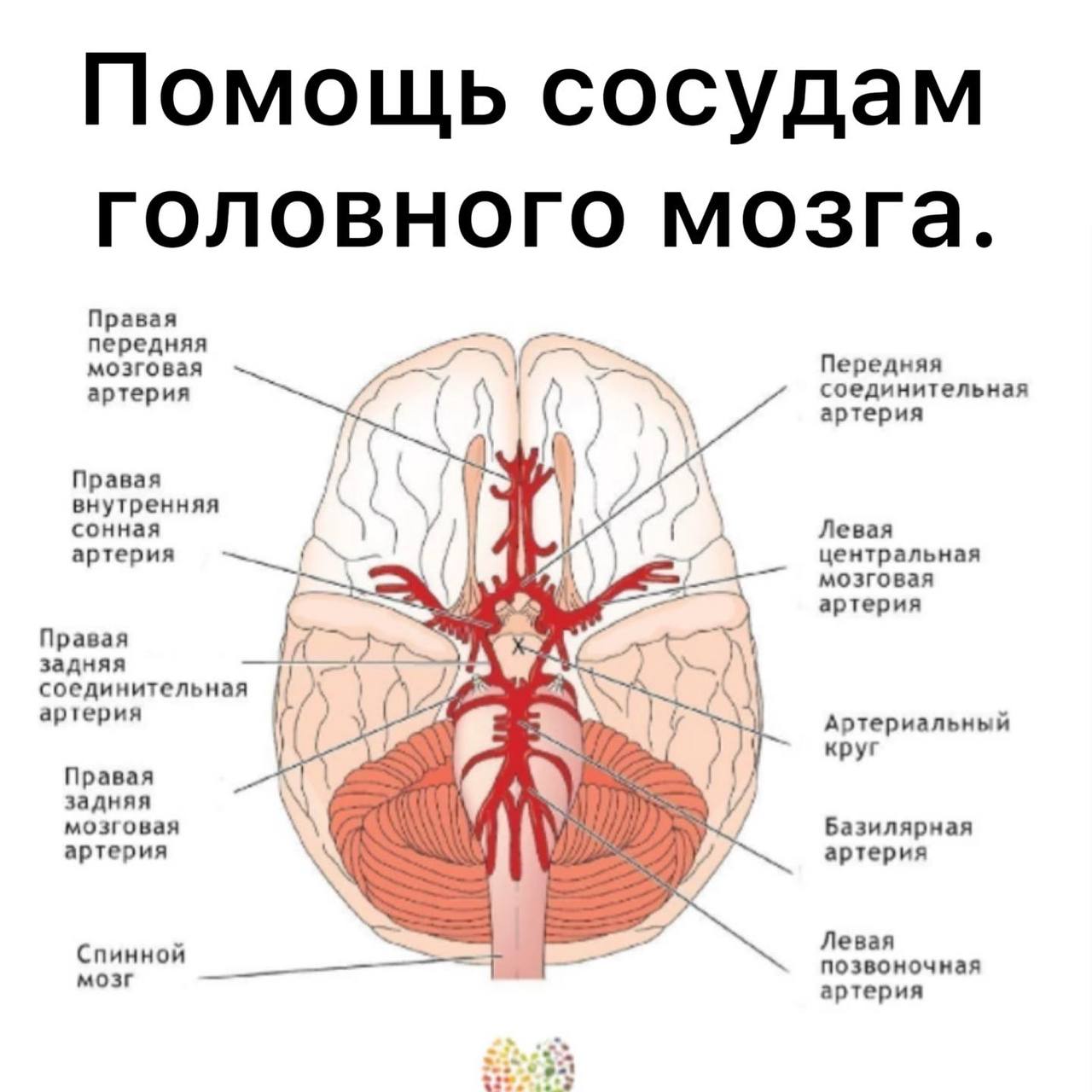 Мозговые артерии анатомия. Кровоснабжение головного мозга Виллизиев круг. Кровоснабжение головного мозга схема Виллизиев круг. Кровоснабжение головного мозга анатомия Виллизиев круг. Большой артериальный (Виллизиев) круг головного мозга.