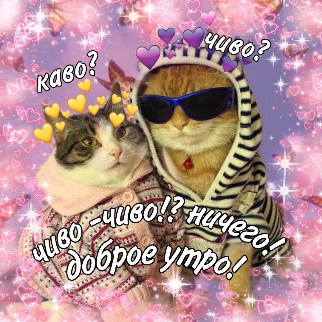 Мем доброе утро с котом