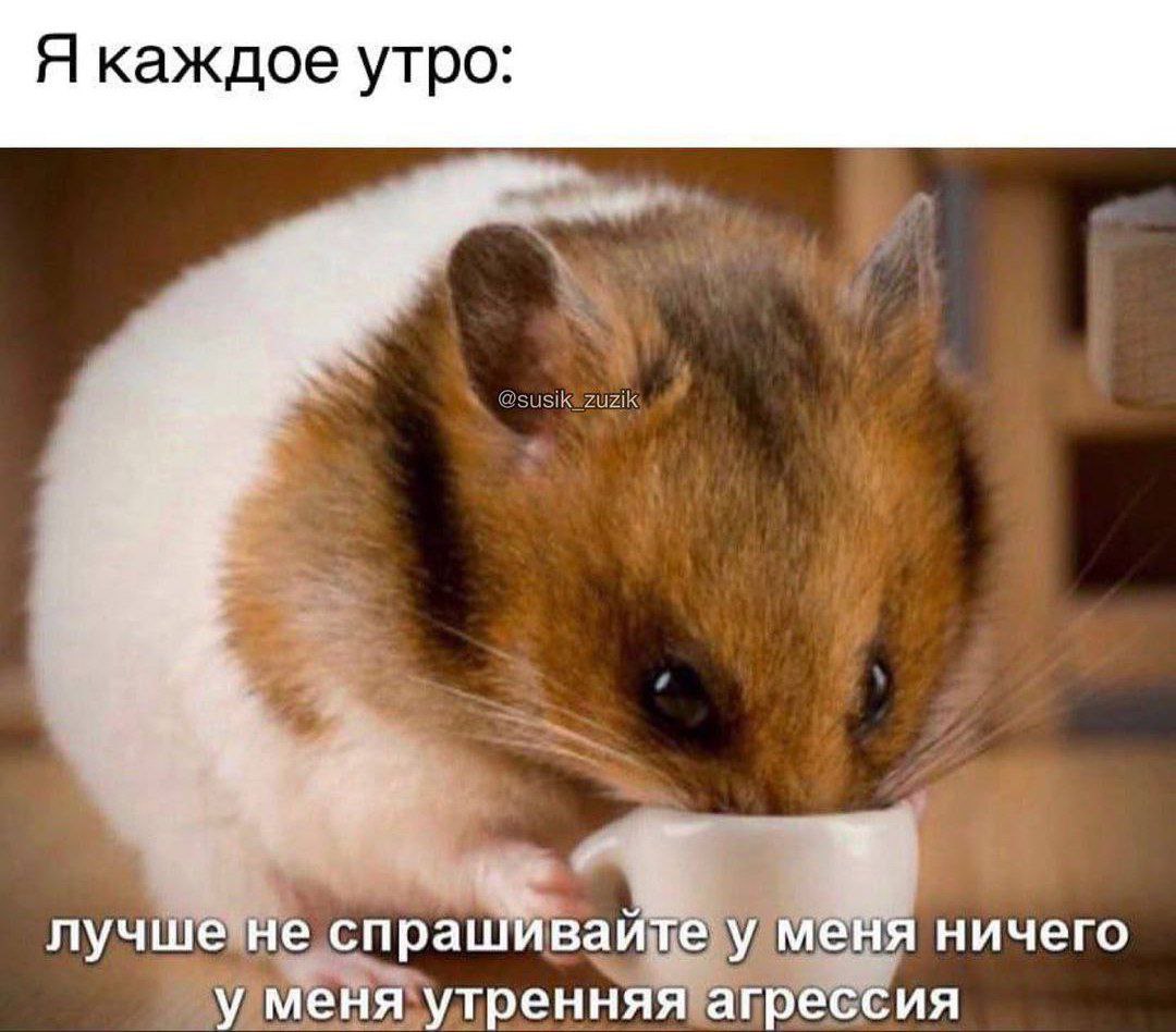 Доброе утро хомячок