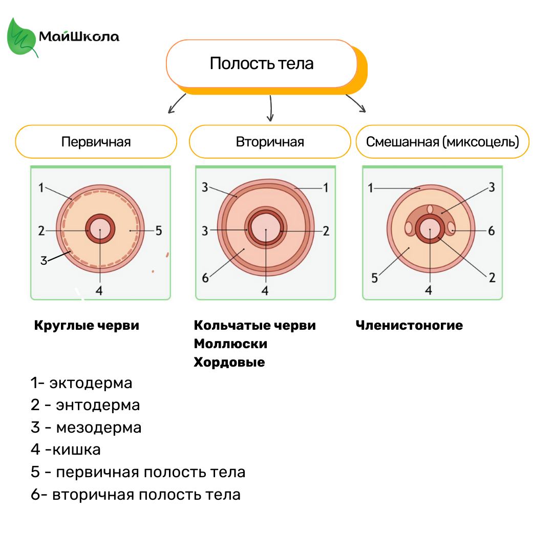 Какое значение имеет полости тела