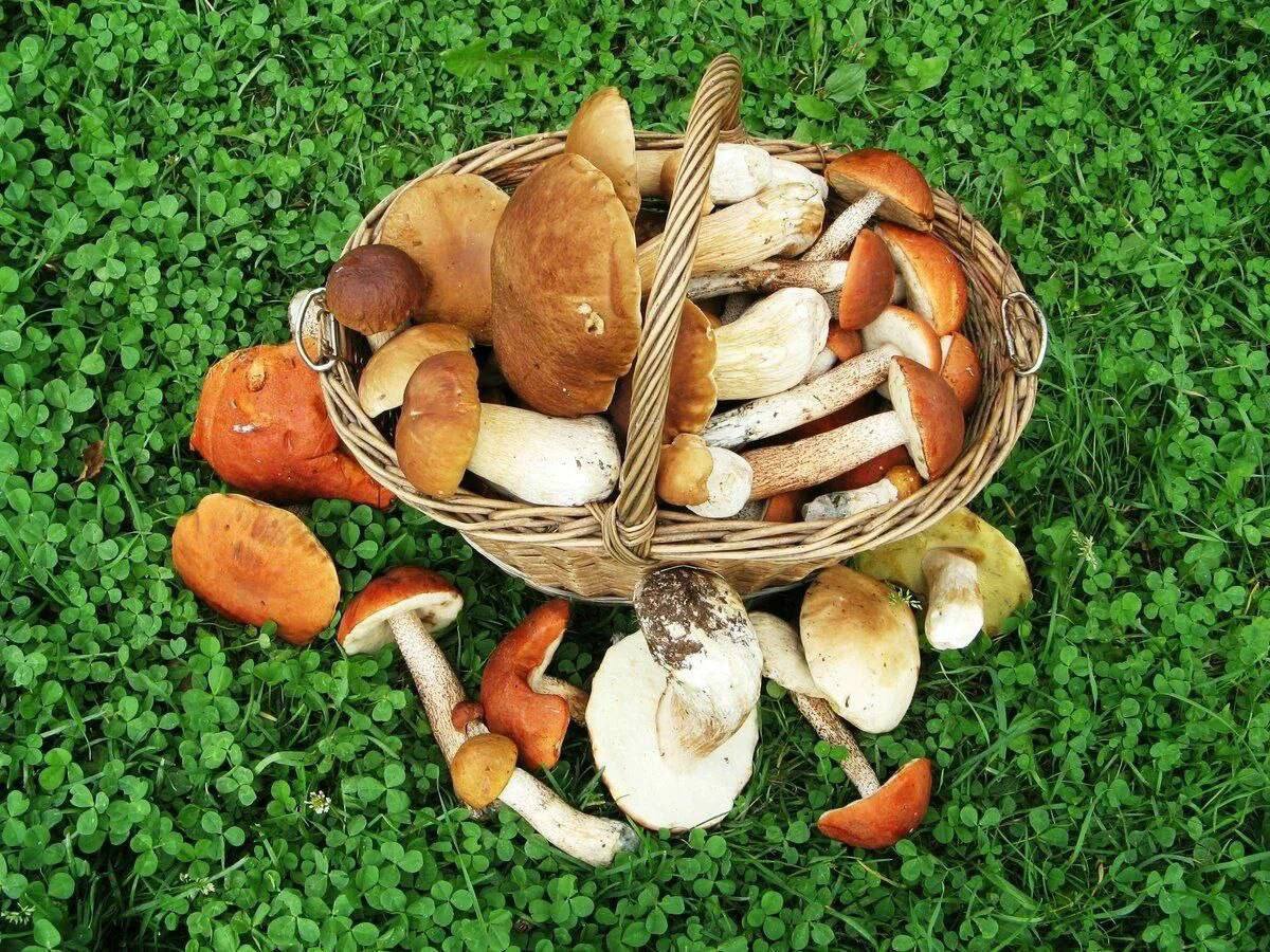 Ядовитые вещества грибы. Отравление грибами. Пищевые отравления грибами. Отравление ядовитыми грибами. Отравление грибами терапия.