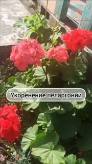 Переопыление пеларгоний